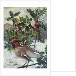 Waxwing by Raymond Booth