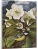 Great Tit with Christmas Rose by Raymond Booth