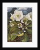 Great Tit with Christmas Rose by Raymond Booth