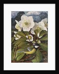 Great Tit with Christmas Rose by Raymond Booth