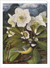 Great Tit with Christmas Rose by Raymond Booth