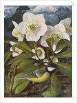 Great Tit with Christmas Rose by Raymond Booth