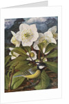 Great Tit with Christmas Rose by Raymond Booth