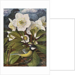 Great Tit with Christmas Rose by Raymond Booth