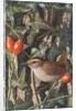 Wren in a setting of rosehip and ivy by Raymond Booth