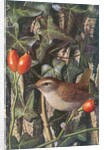 Wren in a setting of rosehip and ivy by Raymond Booth