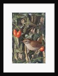 Wren in a setting of rosehip and ivy by Raymond Booth