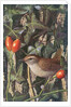 Wren in a setting of rosehip and ivy by Raymond Booth