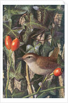 Wren in a setting of rosehip and ivy by Raymond Booth