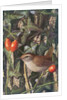 Wren in a setting of rosehip and ivy by Raymond Booth