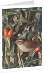 Wren in a setting of rosehip and ivy by Raymond Booth