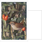 Wren in a setting of rosehip and ivy by Raymond Booth