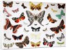 Various Butterflies, Historical, digitally restored reproduction of an original from the 19th century by Unknown Artist