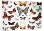 Various Butterflies, Historical, digitally restored reproduction of an original from the 19th century by Unknown Artist