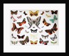 Various Butterflies, Historical, digitally restored reproduction of an original from the 19th century by Unknown Artist