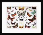 Various Butterflies, Historical, digitally restored reproduction of an original from the 19th century by Unknown Artist