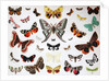 Various Butterflies, Historical, digitally restored reproduction of an original from the 19th century by Unknown Artist