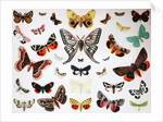 Various Butterflies, Historical, digitally restored reproduction of an original from the 19th century by Unknown Artist