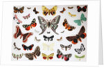 Various Butterflies, Historical, digitally restored reproduction of an original from the 19th century by Unknown Artist