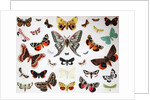 Various Butterflies, Historical, digitally restored reproduction of an original from the 19th century by Unknown Artist