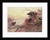Blackgame in Winter by Archibald Thorburn