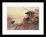 Blackgame in Winter by Archibald Thorburn