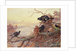 Blackgame in Winter by Archibald Thorburn