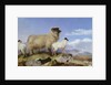 Ewe and Lambs by Richard Ansdell