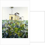 Ruin in a Swamp, Haiti, 1971 by James Reeve