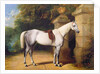 A Grey Horse by Park Gates, 1851 by Henry Barraud