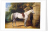 A Grey Horse by Park Gates, 1851 by Henry Barraud