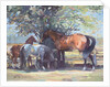 Horses - Summer Flies, 1990 by Jennifer Wright
