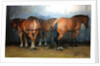 Horses - Heavy Horses - Chertsey Show, 2012 by Jennifer Wright