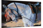 Marwari Horse, Rajasthan, 2010 by Jennifer Wright