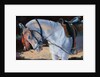 Marwari Horse, Rajasthan, 2010 by Jennifer Wright