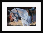 Marwari Horse, Rajasthan, 2010 by Jennifer Wright