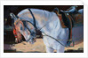 Marwari Horse, Rajasthan, 2010 by Jennifer Wright
