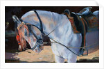 Marwari Horse, Rajasthan, 2010 by Jennifer Wright