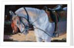Marwari Horse, Rajasthan, 2010 by Jennifer Wright