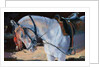 Marwari Horse, Rajasthan, 2010 by Jennifer Wright