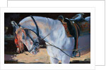 Marwari Horse, Rajasthan, 2010 by Jennifer Wright