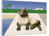 Siamese cat by a swimming pool by Joan Freestone