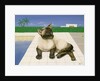 Siamese cat by a swimming pool by Joan Freestone