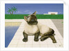 Siamese cat by a swimming pool by Joan Freestone