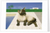 Siamese cat by a swimming pool by Joan Freestone