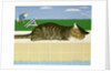 Tabby cat by a pool by Joan Freestone