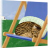 Tabby cat asleep in a deck chair by Joan Freestone