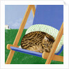 Tabby cat asleep in a deck chair by Joan Freestone