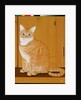 Marmalade cat by a door by Joan Freestone