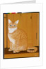 Marmalade cat by a door by Joan Freestone